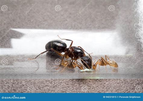 Queen And Two Worker Ants Eating Honey Stock Image Image Of Food Detail 94231815