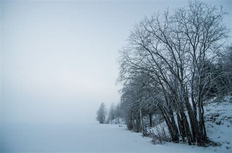 壁纸 阳光 树木 冬季 科 早上 薄雾 霜 大气层 圣诞 瑞典 冷冻 阴霾 朦胧 多雾路段 天气 季节