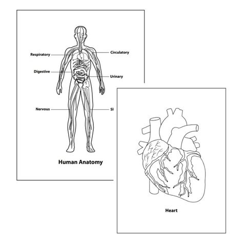 Human Anatomy Coloring Pages Printable Pdf Coloring Book For Kids And