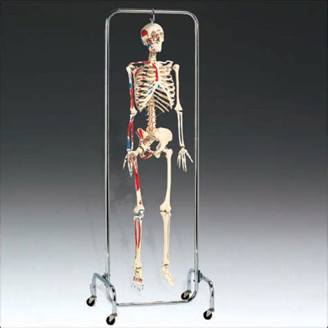 Deluxe Skeleton Half Painted And Muscles Labeled With Stand Medwest