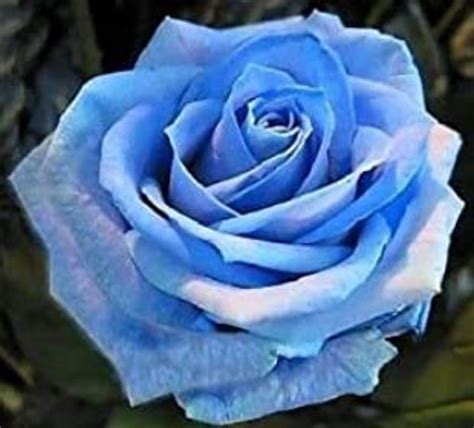 Rare Light Blue Rose Flower Tree Bush 3 10 20 Or 30 Etsy Rose