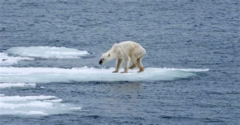 Ours polaire: l'auteure de la photo qui a fait le tour du monde lance