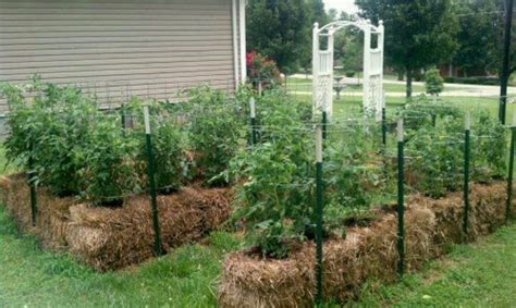 Tomatoes In Hay Bales Wonder If This Works Strawbale Gardening Hay