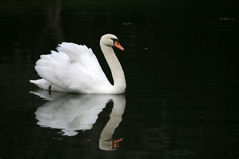 China Stocks Can The Ugly Duckling Turn Into A Swan