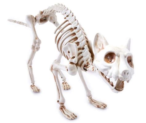 Boneyard Animated Cat Skeleton Big Lots Cat Skeleton Spooky