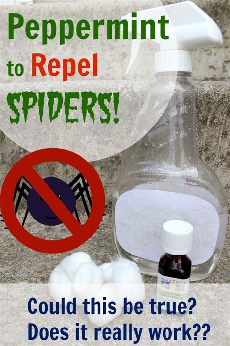 Diy Peppermint Oil Spider Repellent Does It Really Work The Creek
