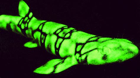 Another Weird Fact About Sharks Yes This One Glows In The Dark The Log