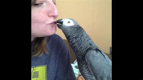 Parrot Kisses Youtube
