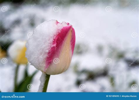 Tulips Under The Snow Stock Image Image Of Pink Color 92189695