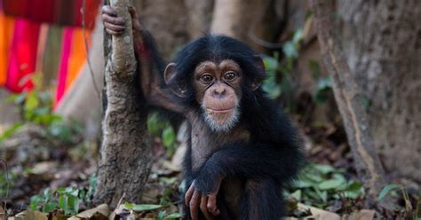 World Chimpanzee Day Honors The Endangered Species Every July 14