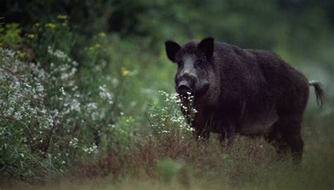 Upper Michigan Russian Boar Hunting Gone Outdoors Your Adventure Awaits