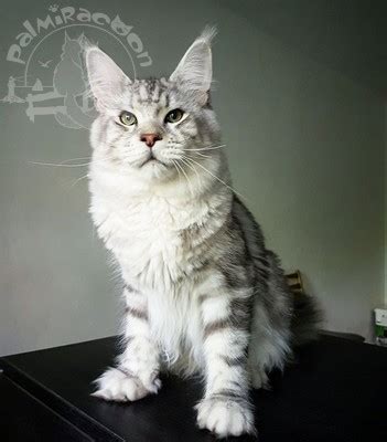 Mainelyclassic maine coon cats rae sammis. мейн кун Коты » Welcome to our cattery breed cats MAINE COON