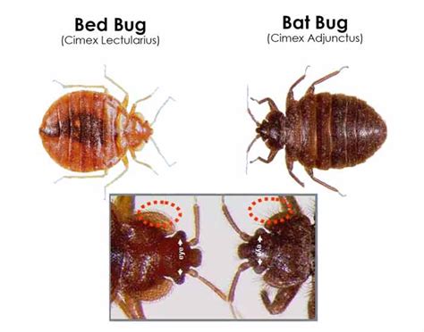 Bugs That Look Like Bed Bugs Beetles And Others That Resemble Or Mistaken