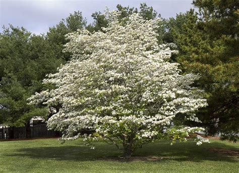 Trees Add Much Needed Shade Privacy Color And Value To Your Backyard