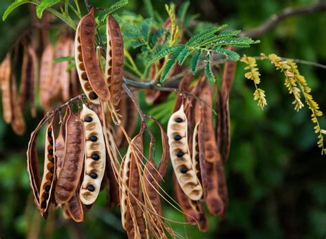 Learn More About Growing Acacia From Seed