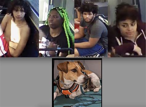 Disturbing Canine Heist: Bayonne Police Seek Public Help in Locating