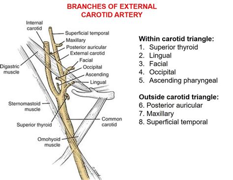 There are often no symptoms of carotid artery disease until you have a tia or stroke. Anterior Triangle of Neck - Anatomy QA