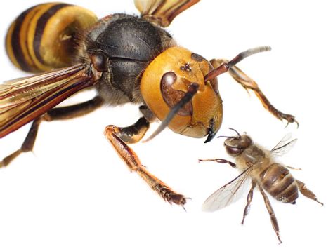 Bees Scream When Murder Hornets Attack Syfy Wire