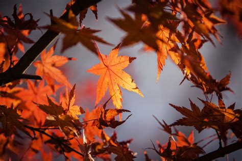 Free Photo Close Up Of Maple Leaves Autumn Branch Fall Free