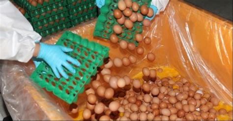 전남 나주 농가 계란서 살충제 성분 검출 전량 회수폐기 조치 민중의소리