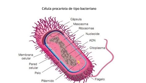 Esquema De La Celula Procariota Y Sus Partes Consejos Celulares