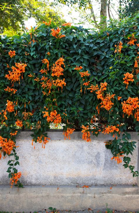 These flowering perennial vines for shade are the perfect solution…they're pretty and practical. Climbing Flowering Vines: Perennials, Fast, Shade, Trellis ...
