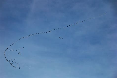 Hd Wallpaper Migratory Birds Swarm Geese Flying Nature Flock Of
