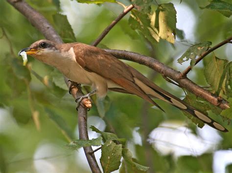Cuckoos Each Of The Two Species Expected In Indiana Has Been
