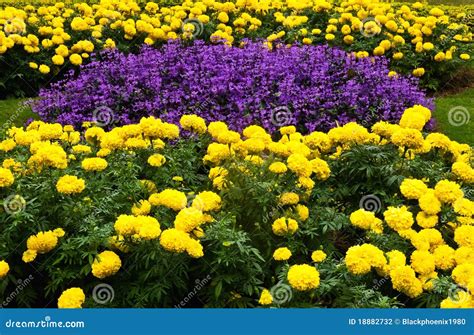 Purple And Yellow Flower Garden Stock Photo Image 18882732