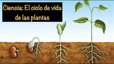 Ciclo De Vida De Las Plantas Mini Manual