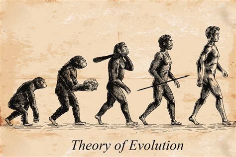 Darwins Theory Darwin Theory Evolution High Res Stock Images