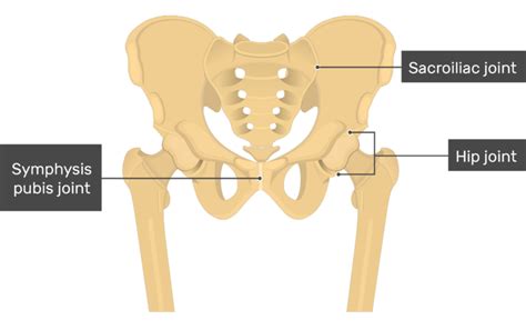 Hip Bone Anatomy Getbodysmart