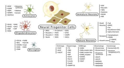 Cns Cell Markers Genetex
