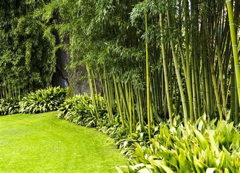 The definitive guide to stylish outdoor. Plants Used As Fences - Garden Design Ideas