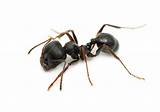 Images of Wood Ant Control