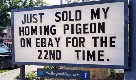 Just Sold My Homing Pigeon On Ebay For The 22nd Time We Ifunny