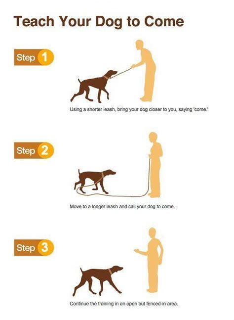 You Can Enjoy Dog Training With These Helpful Suggestions Dogtraining