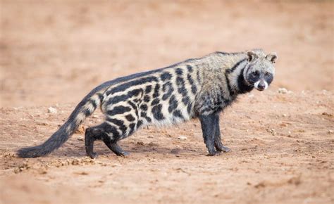 African Civet Animal Facts Information And Latest Pictures Weird
