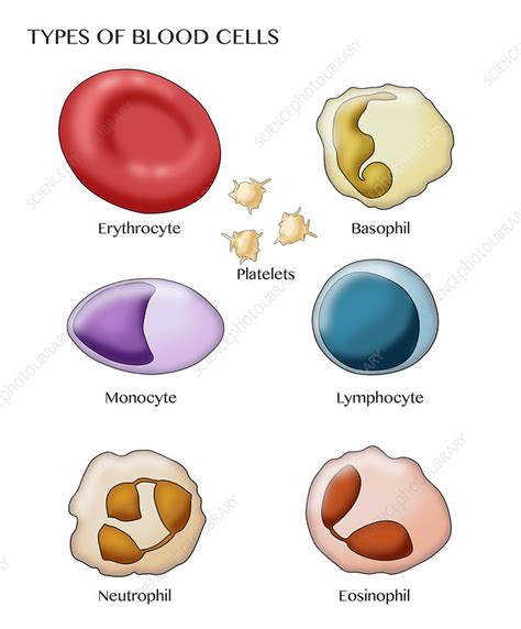 Blood Cell Types Illustration Stock Image C0306883 Science