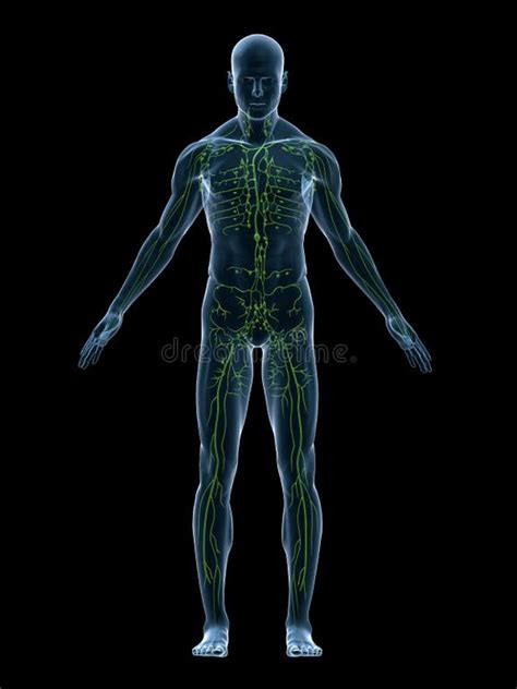 Human Lymphatic System Stock Illustrations 2031 Human Lymphatic