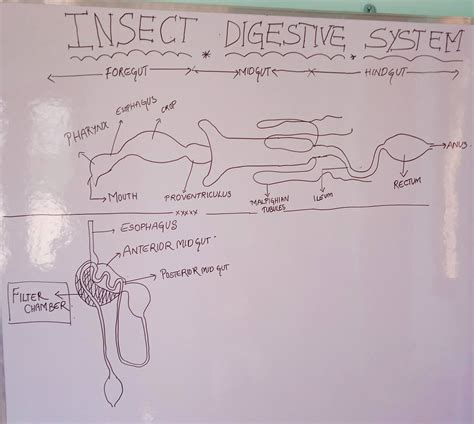 Digestive System Of Insects