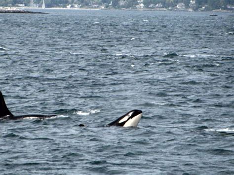 Beautiful Orca Whales Off The Coast Of Victoria Bc Empress Hotel