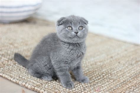 Scottish Fold Kittens For Sale Maine Bestify