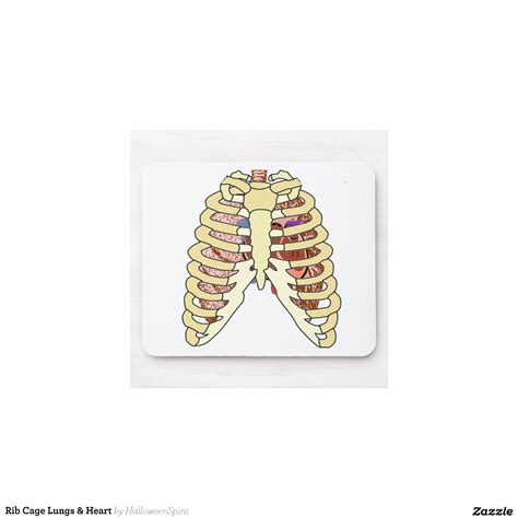 What Organ Is Located Is Middle Of Chest Under End Of Rib Cage Are