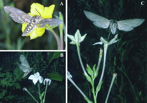 A Manduca Sexta Libando Néctar De Oenothera Affinis Vista Caudal B