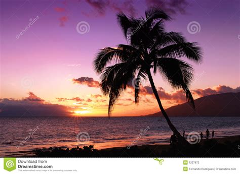 Beautiful tropical sunset stock photo. Image of cloud - 1237872