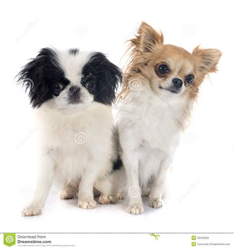 Japanese Chin Pomeranian Mix