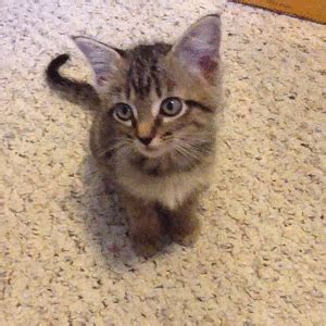 The pictures show youngsters and the ears are proportionally larger making them very noticeable. Cat Kitten GIF - Find & Share on GIPHY