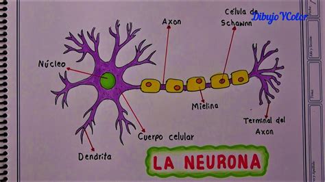 Cómo Dibujar La Neurona Y Sus Partes How To Draw Parts Of The Neuron