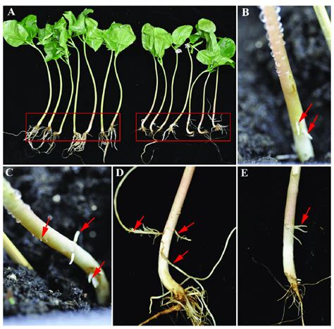 Induction Of Hairy Roots In The Stem Of Castor By The Modified Method